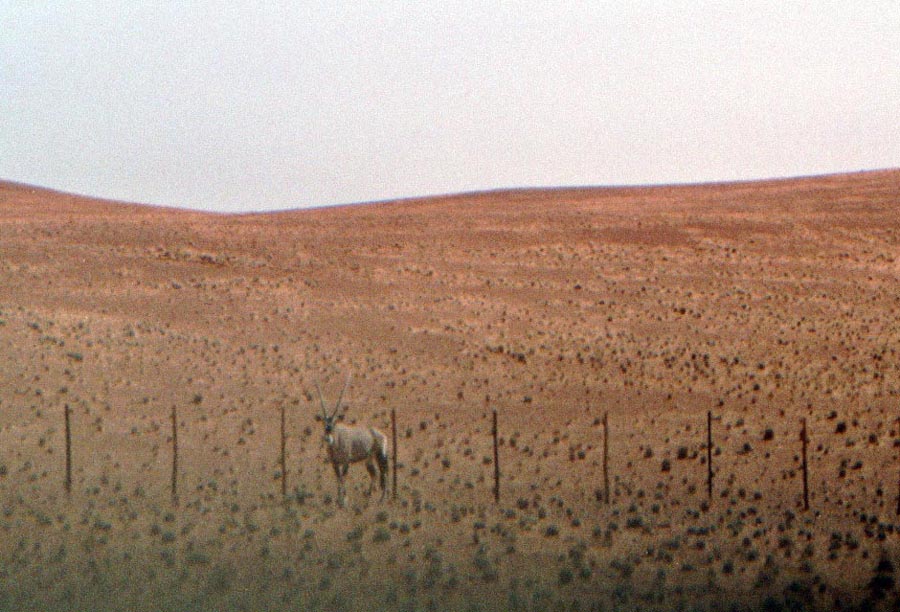 Eine Oryx-Antilope wie eine Erscheinung