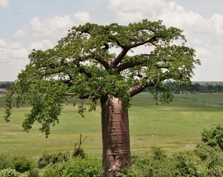 Baobab - Affenbrotbaum