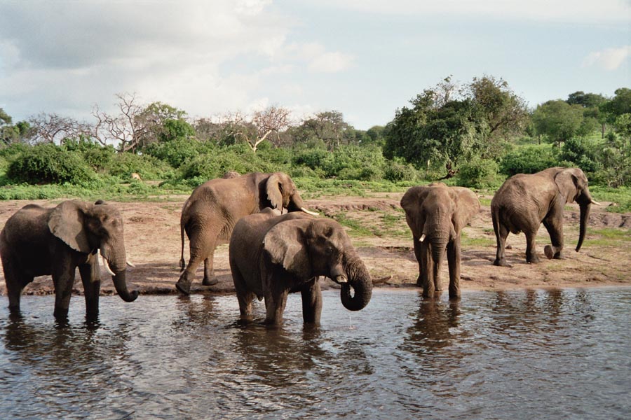 AUf dem Chobe