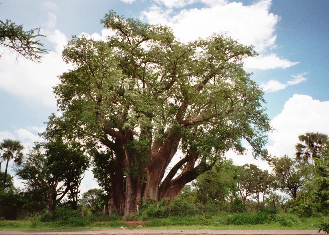 Baobab - Affenbrotbaum