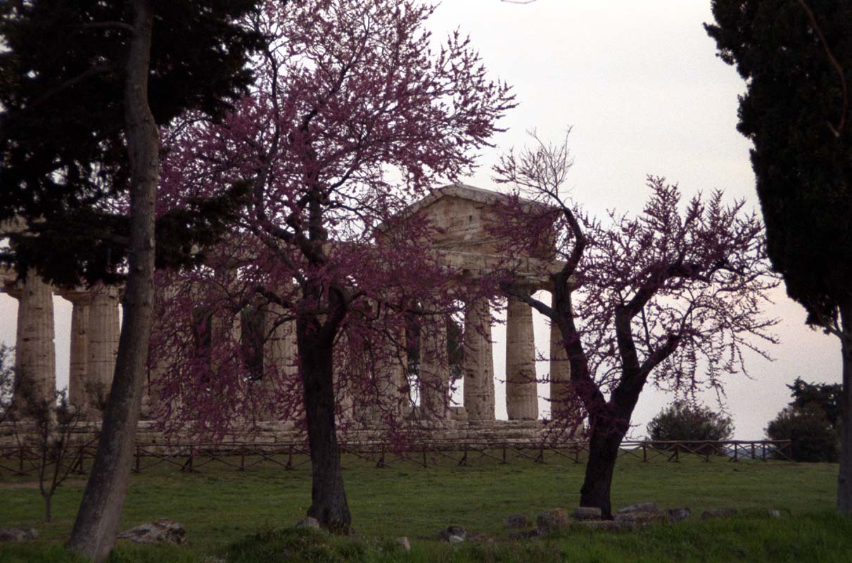 Griechische Tempelruinen in Paestum