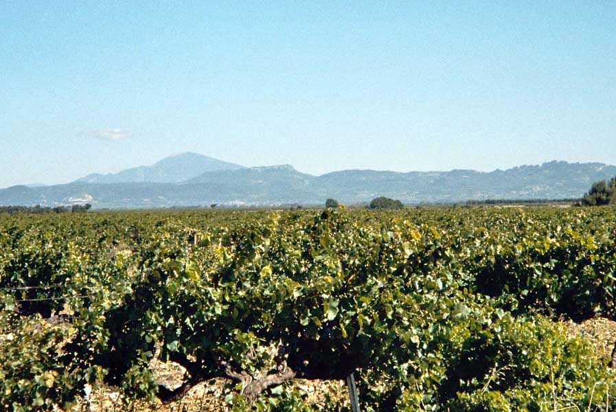 Der Mont Ventoux grt