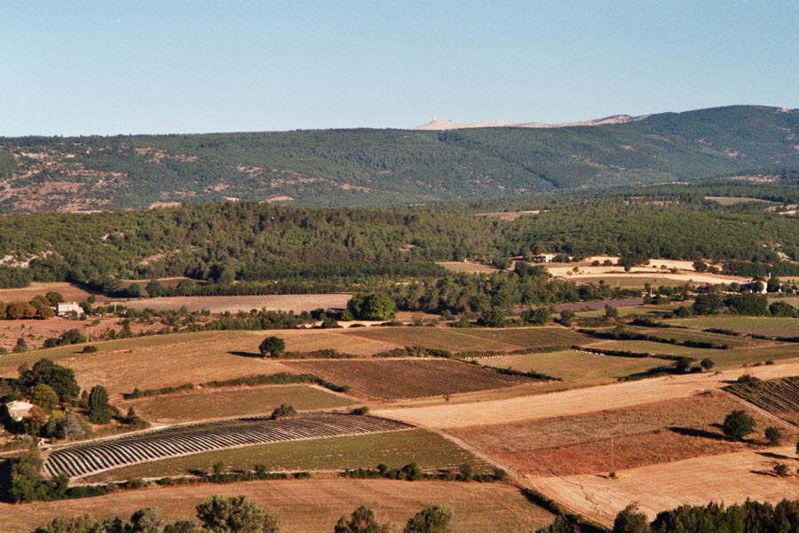 Blick auf Lavendelfelder und Mont Ventoux von Sault