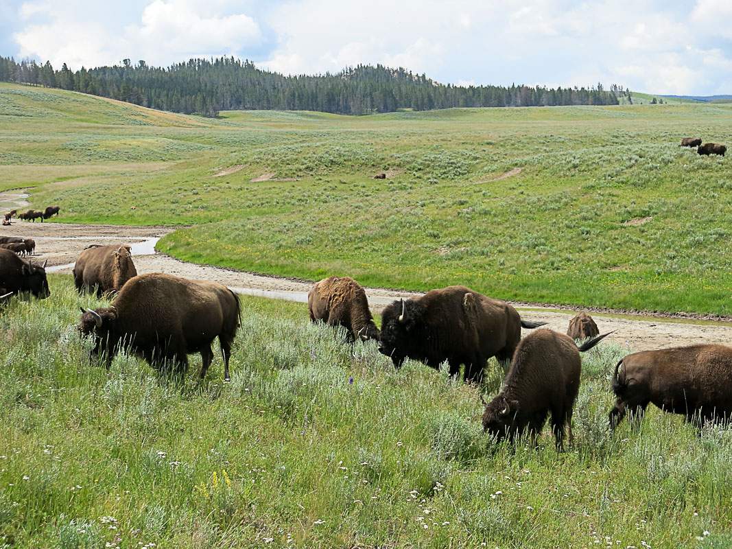 Yellowstone Hayden Valley