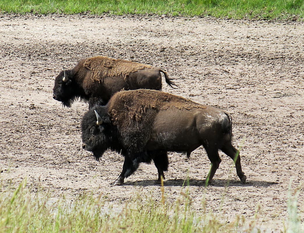 Yellowstone Hayden Valley