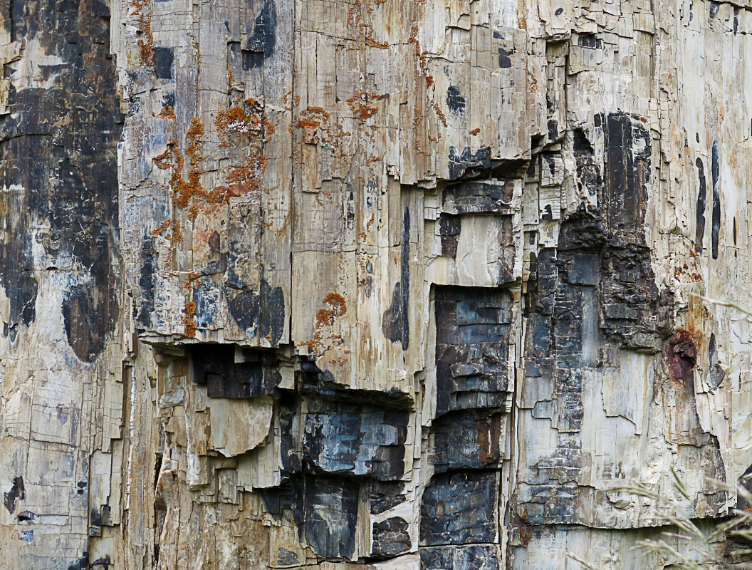 Yellowstone Versteinerter Redwood