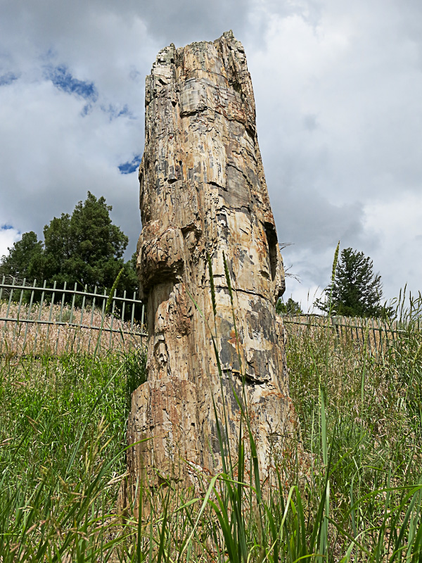 Yellowstone Versteinerter Redwood