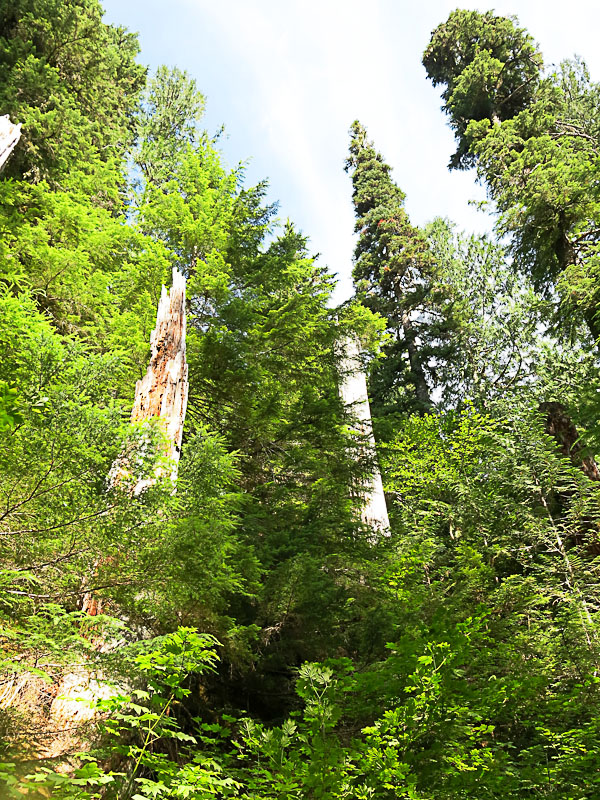 Mount Rainier National Park - Grove of the Patriarchs