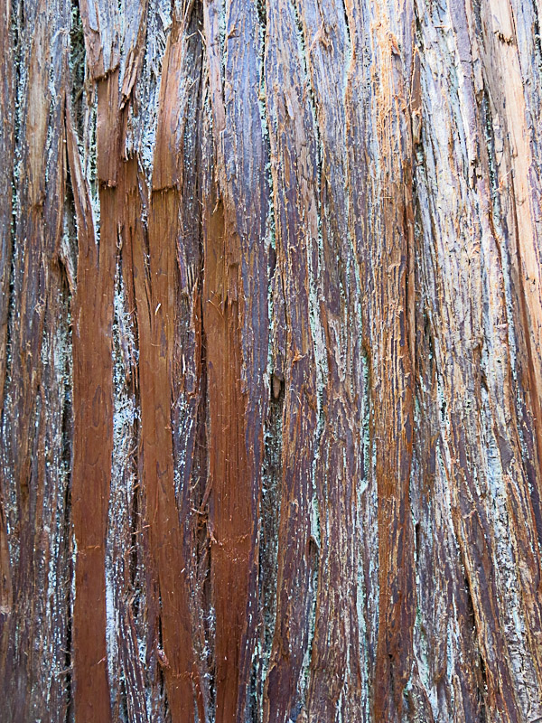 Mount Rainier National Park - Grove of the Patriarchs - Red Cedar