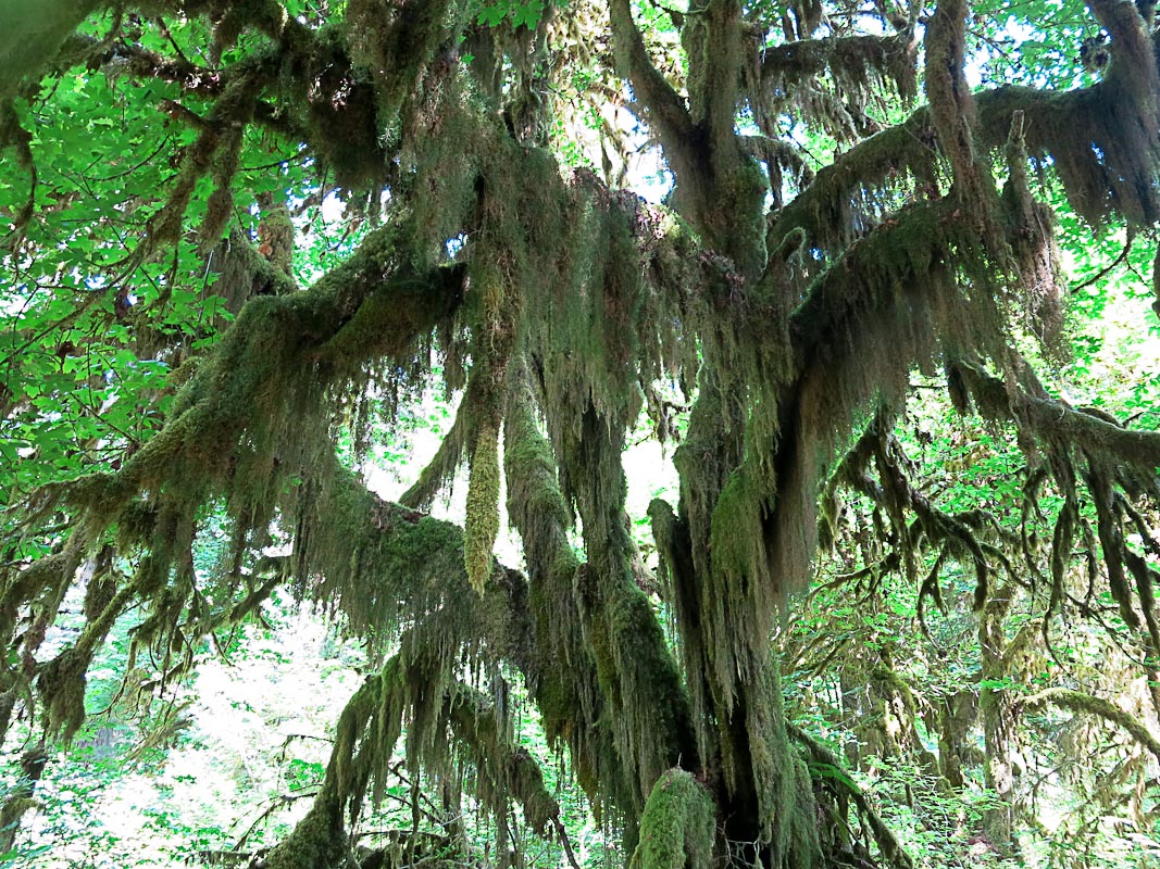 Olympics National Park - Hoh Rain Forest