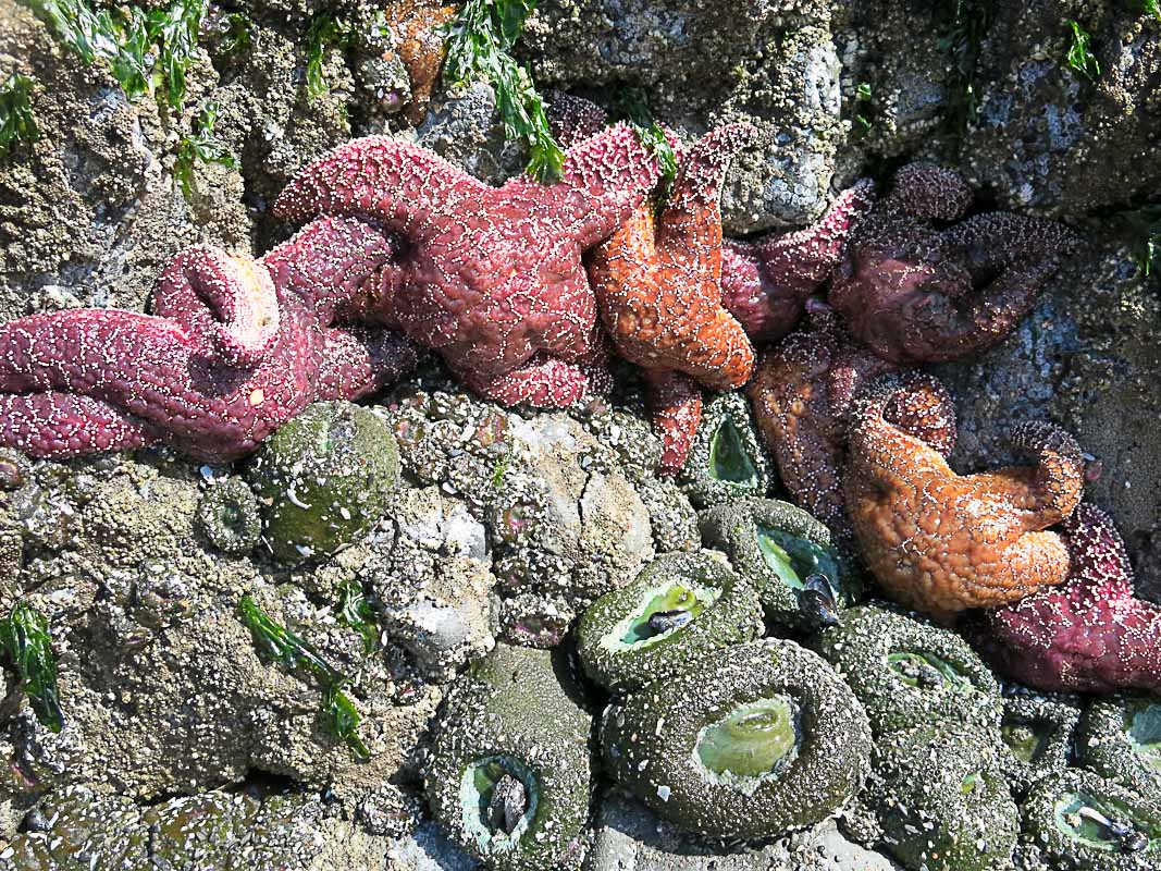 Olympics National Park - Ruby Beach