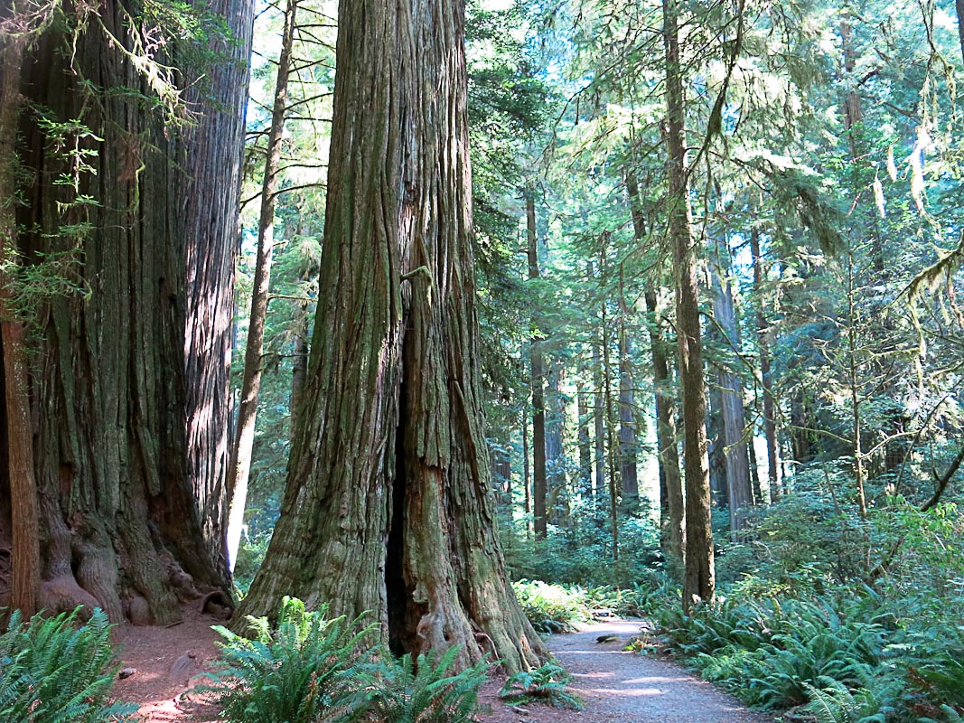 Redwood National und State Parks