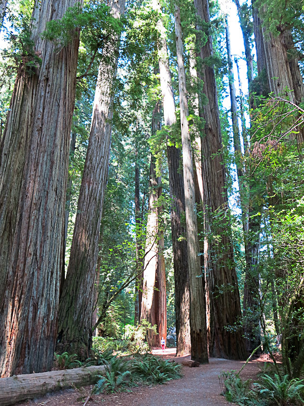 Redwood National und State Parks