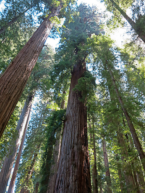 Redwood National und State Parks