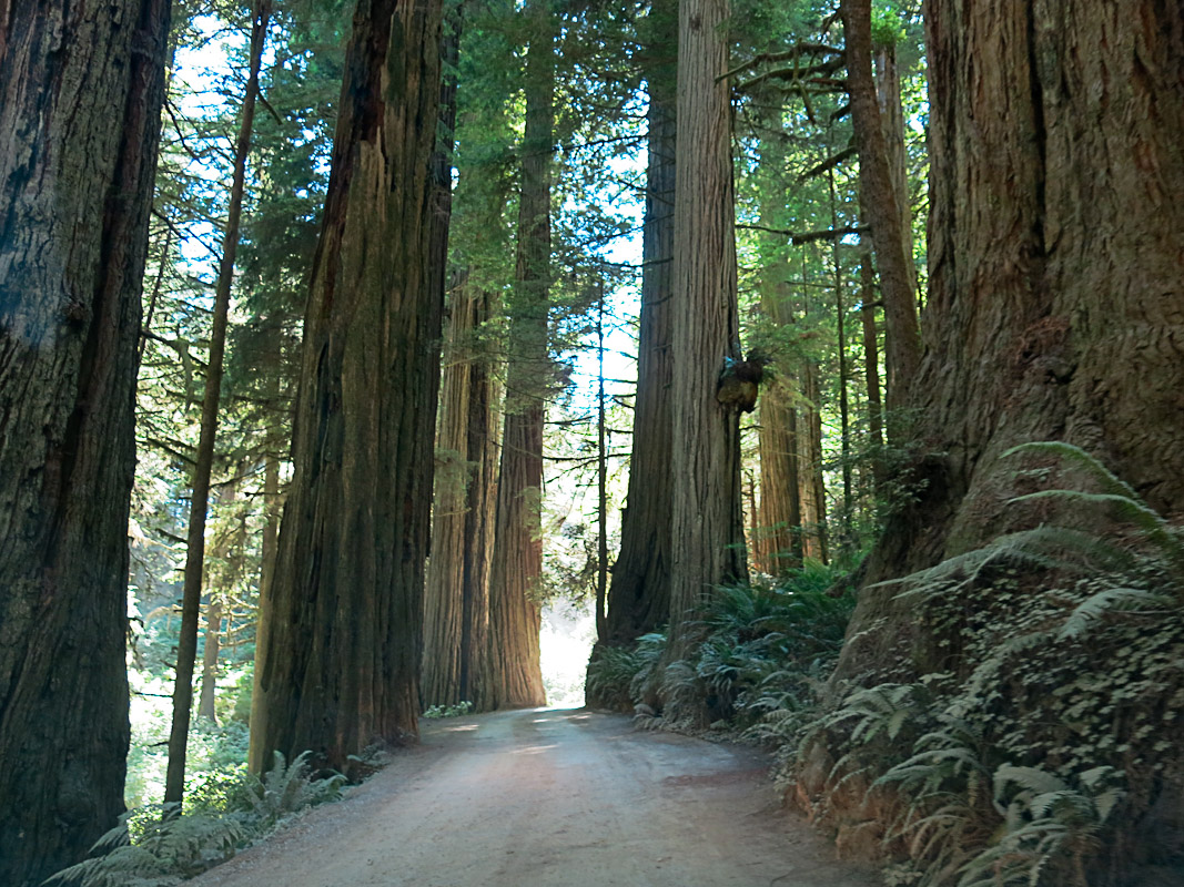 Redwood National und State Parks