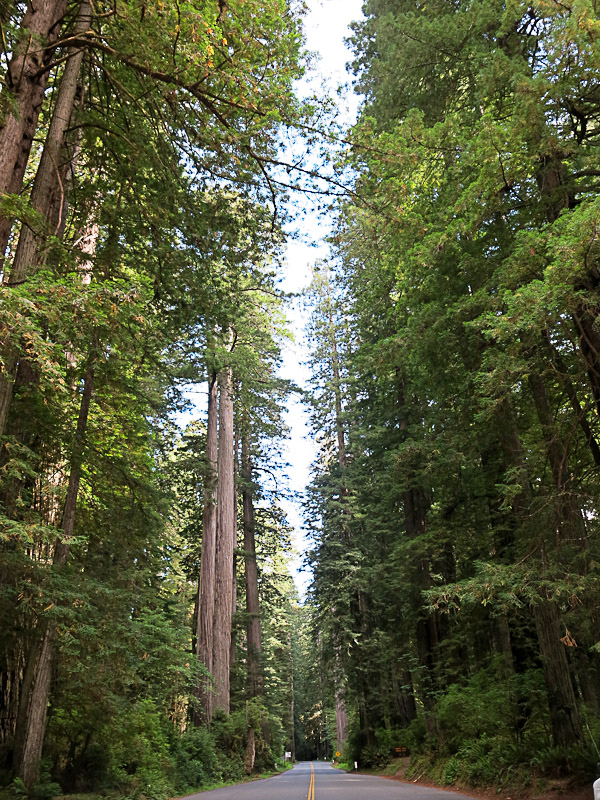 Redwood National und State Parks