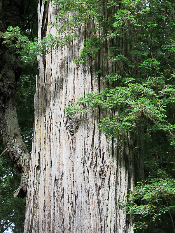 Redwood National und State Parks