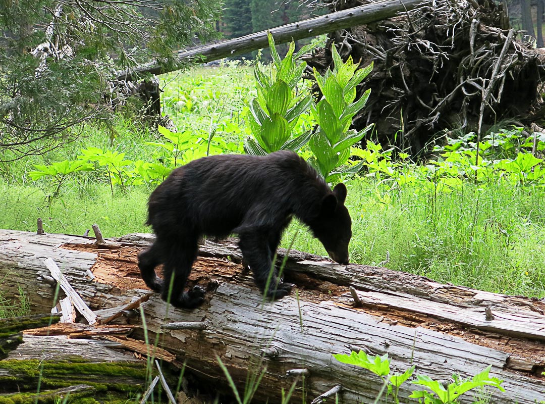 Sequoia National Park