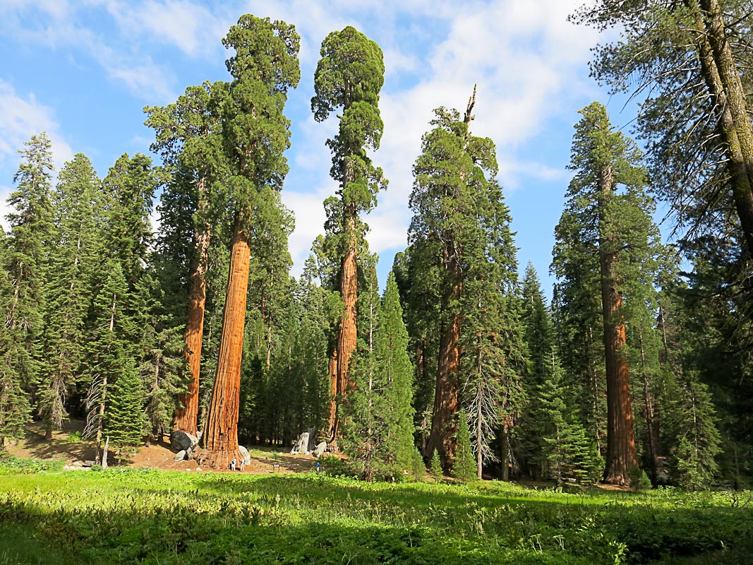 Sequoia National Park