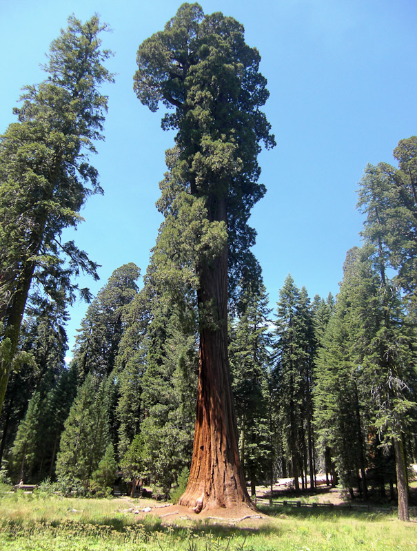 Sequoia