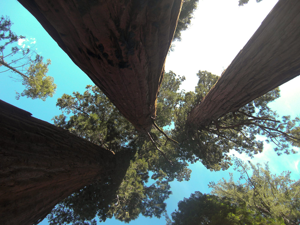 Sequoia