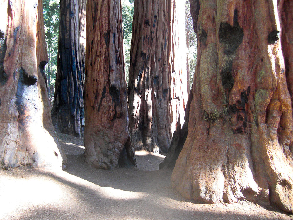 Sequoia