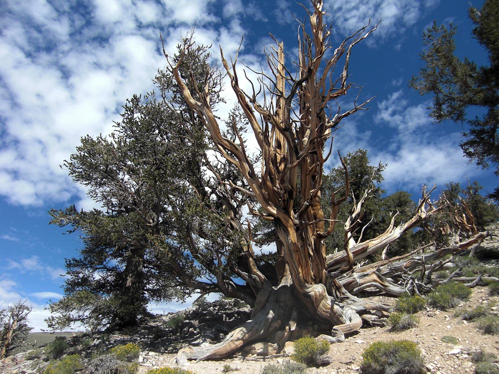 Bristlecone