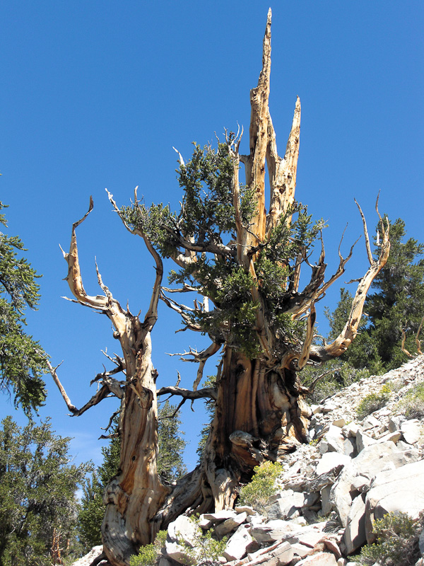 Bristlecone