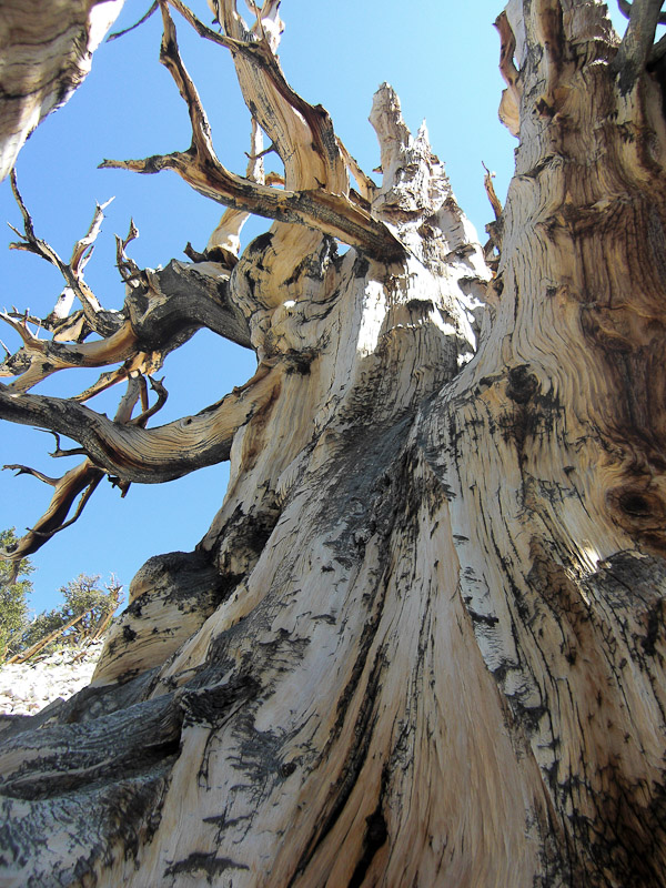 Bristlecone