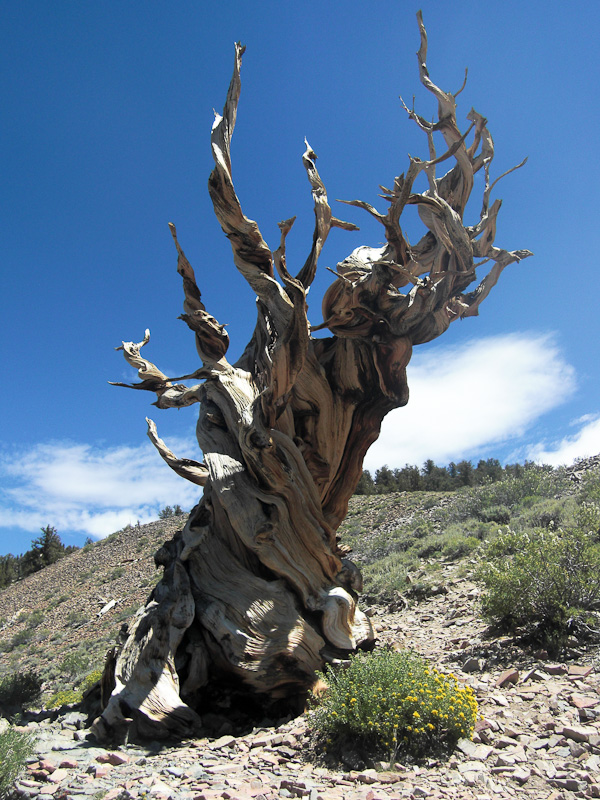 Bristlecone