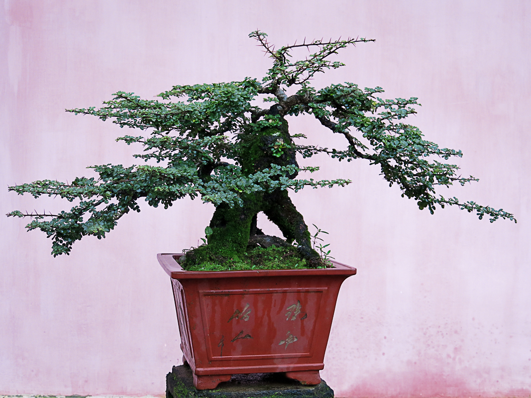 Bonsai