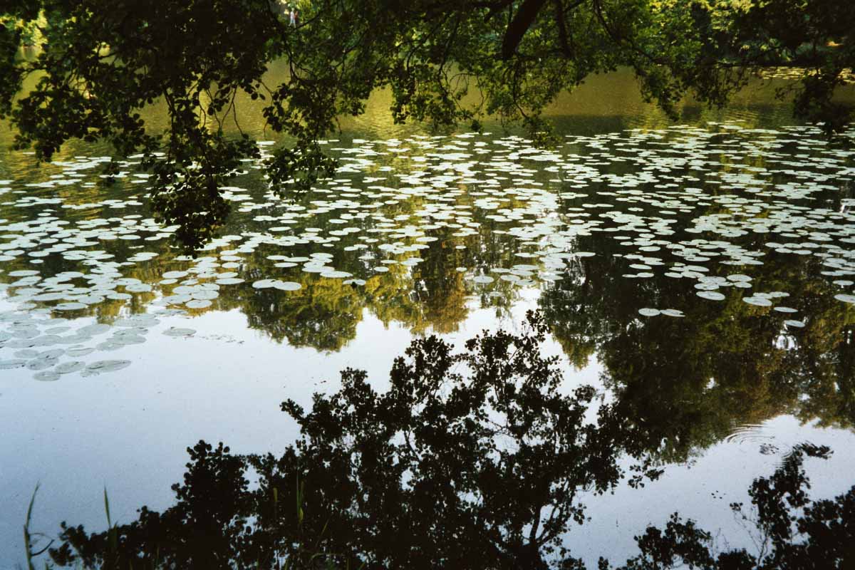 Wasserspiegelung und Seerosen im Eutiner See