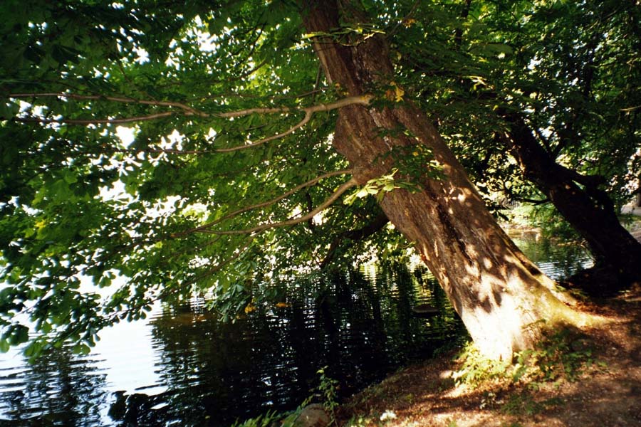 Philosophenpfad mit Kastanien im Eutiner Schlosspark