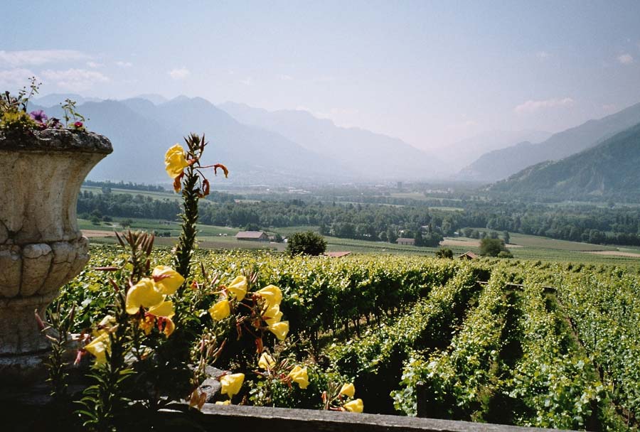 Weinberge zwischen Malanz und Maienfeld